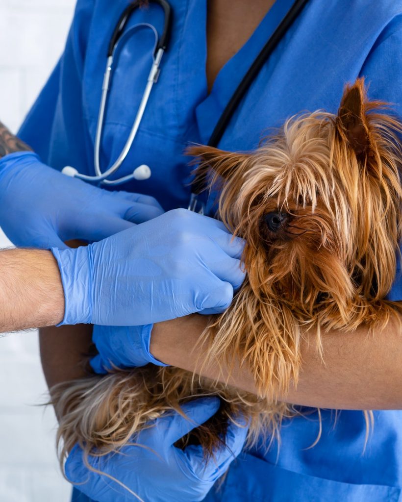 vet-doctors-working-with-little-dog-at-animal-clinic-close-up-pmjak9i63v4ia45d8voeulcw9nz1cryccgn080rdhc